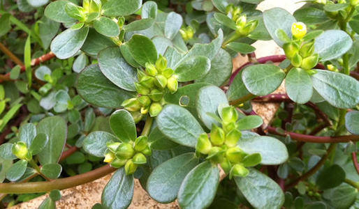 此8种野菜竟是天然良药,一种野菜治一种病,最适合春天吃和采摘