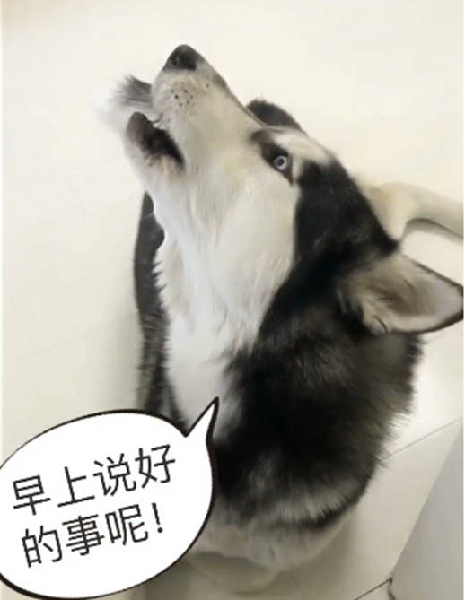 哈士奇愚人節被騙，竟如此「回懟」主人，網友看了直呼已笑哭 萌趣萌寵 第1张