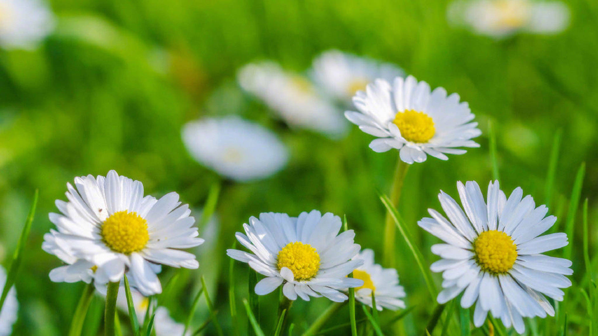 生肖羊,一生吃穿不愁,婚后越过越富