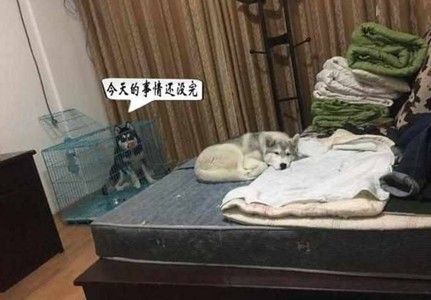 哈士奇闖禍被關，竟如此「控訴」不公待遇，主人看了忍俊不禁 萌趣萌寵 第5张