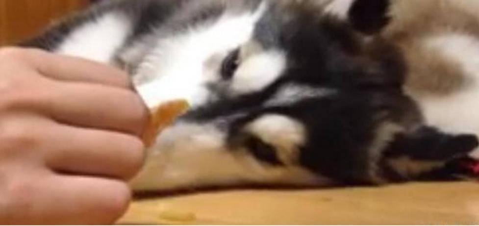 二哈張著嘴巴睡覺，主人悄悄在它舌頭上放食物時，二哈竟然醒了 萌趣萌寵 第3张