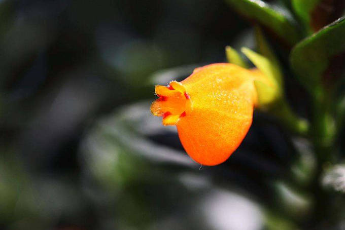 金鱼吊兰的作用用途以及花语相亲相爱