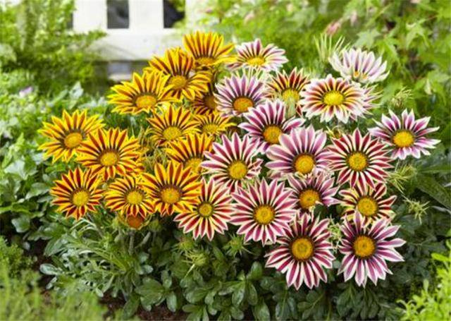 秋天最适合养菊花 3种菊花颜值高花量大 养护简单 适合新手 大丽花 秋天最适合养菊花 3种菊花颜值高花量大 养护简单 适合新手 大丽花