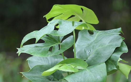 龟背竹怎么养护才能长得茂盛 04b5d41ac1f944ef9cd0833bea778c44.jpeg