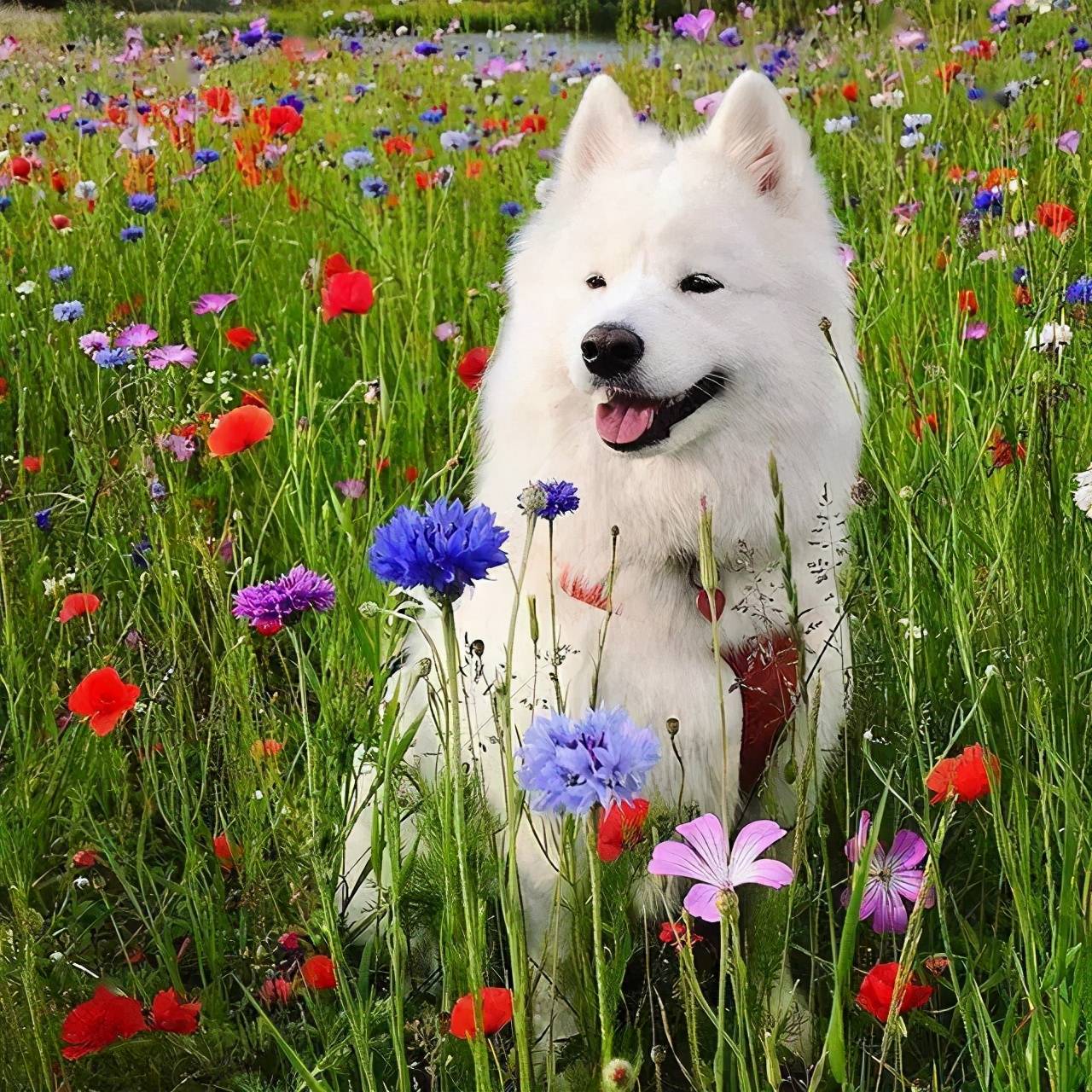 小贱也觉得这时候带狗子出去,一定能看到很多美丽的风景.