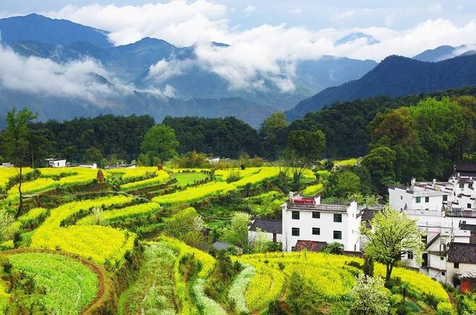 全国油菜花海盘点！寻找属于一片自己的秘境