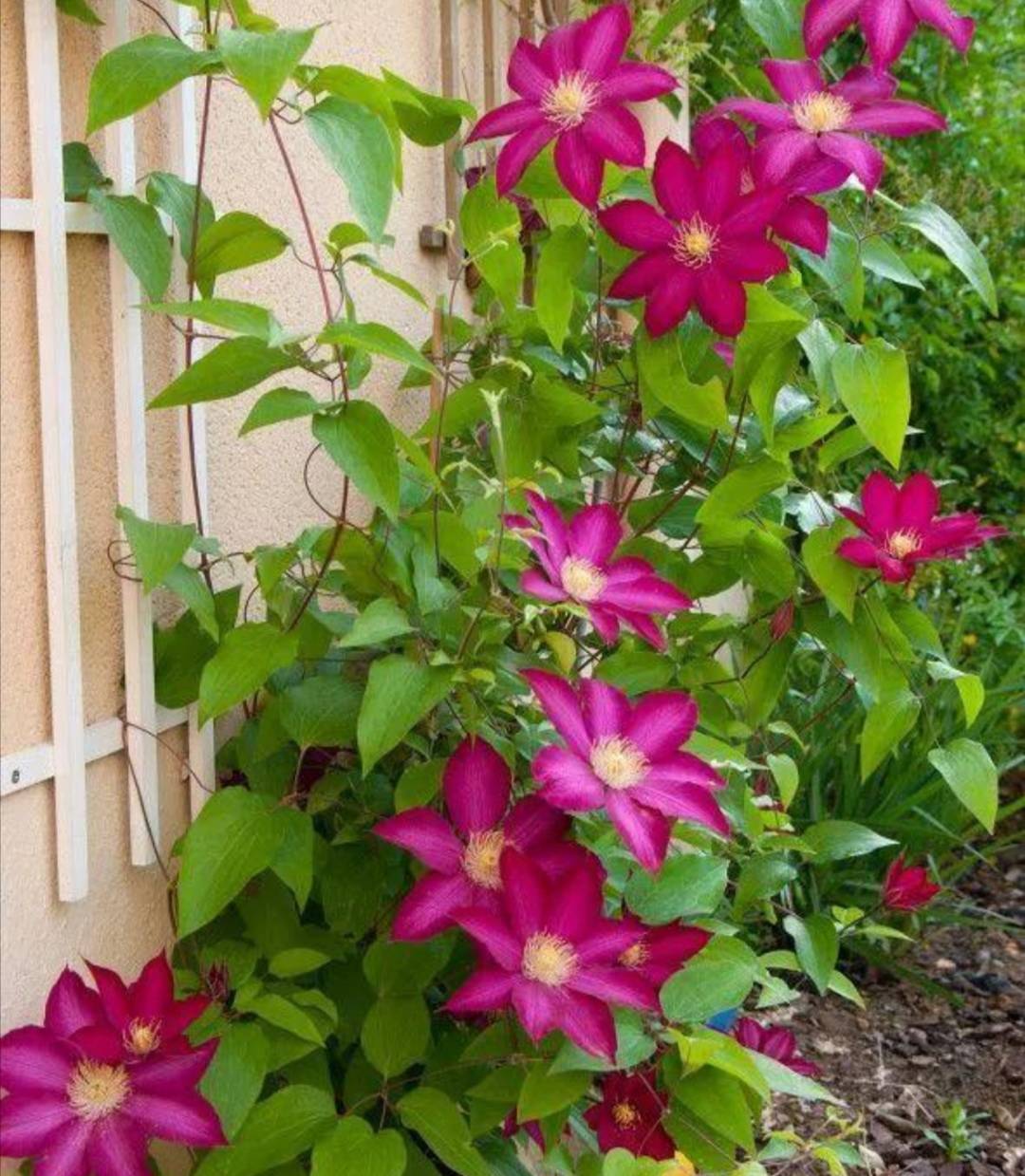 院子里养上4种藤本花卉,花期开成花海,犹如美丽画卷