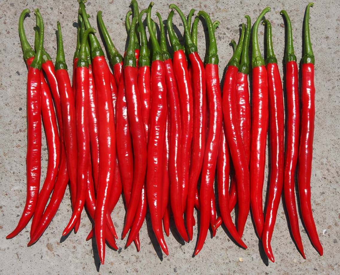 川椒种业二金条5号 辣椒种子