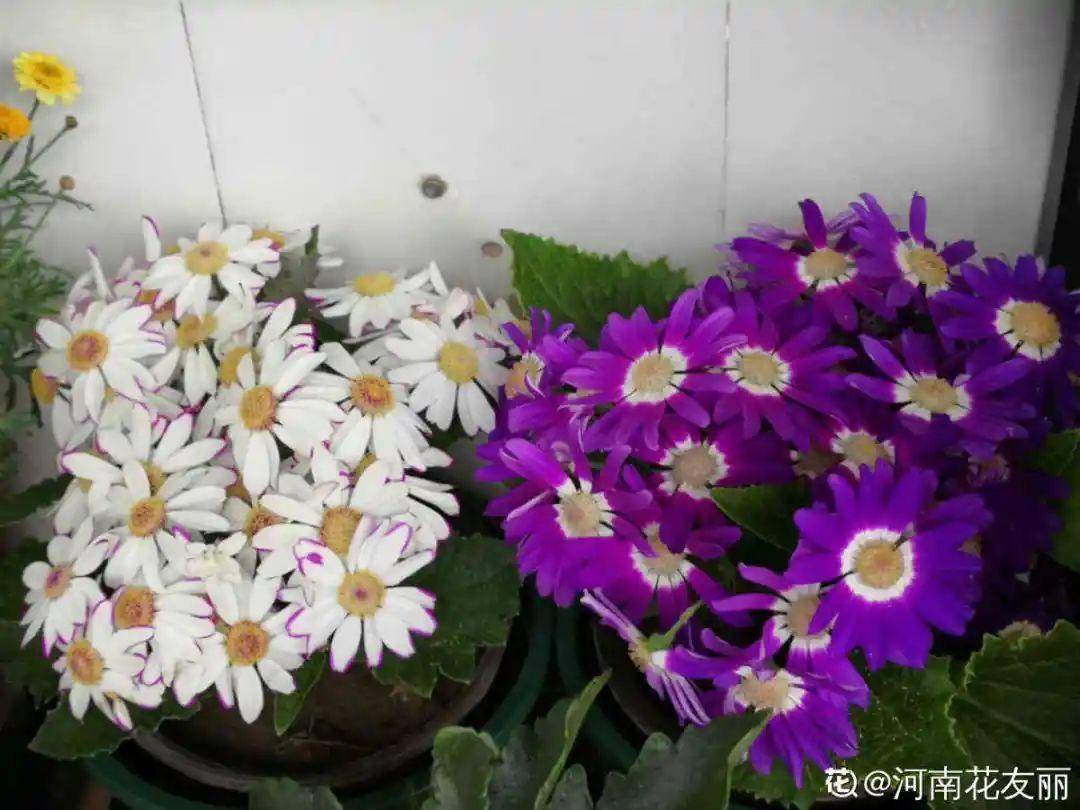 什么花在什么时候开有什么特点 34714c3ce63246709c275f8413aff9ae.jpeg