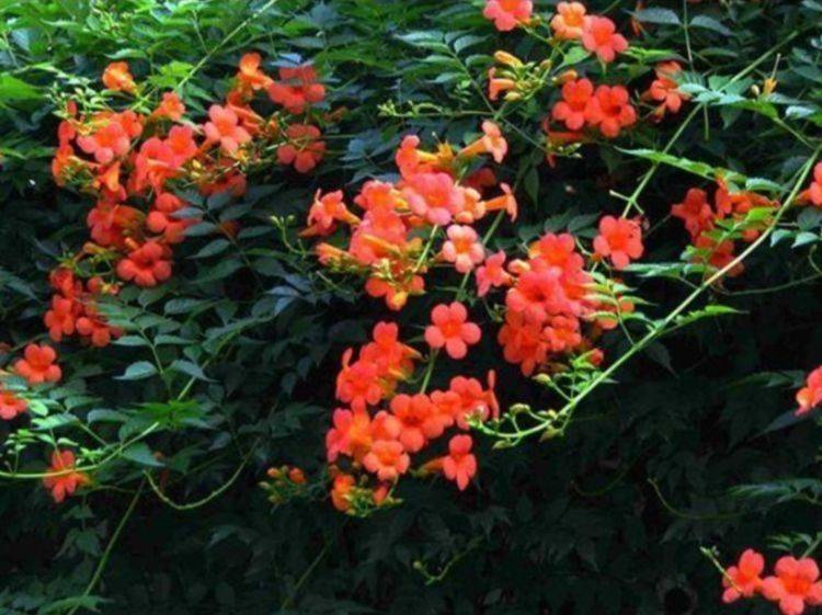 养花试试这几款 花开繁盛花香怡人 家里种1棵 能开出一面花墙 开花