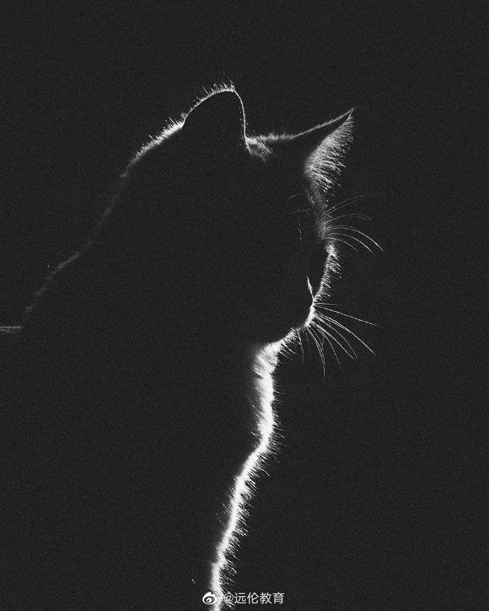 光影下帅气可爱的猫咪图gabrielguerrero