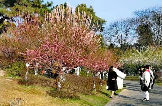 春节期间，荆州中心城区6大公园迎客56万人次