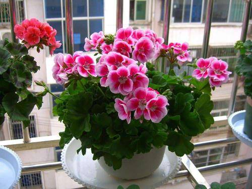 推荐8款小草花 普普通通开花美 是阳台盆栽的 颜值担当 花卉