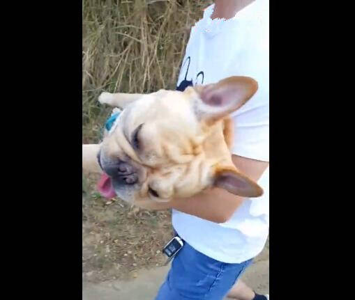 主人帶狗狗去鍛鍊，狗狗累到不行，要主人抱著走路！ 萌趣萌寵 第1张