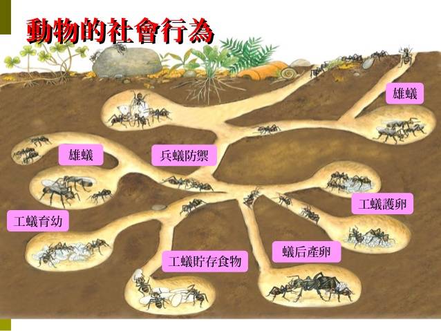 2021安徽省考行测常识动物的社会行为