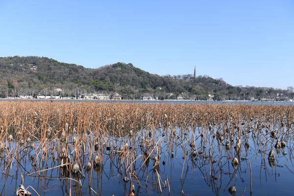 杭州西湖垂柳发芽梅花盛开 吸引众多游人打卡