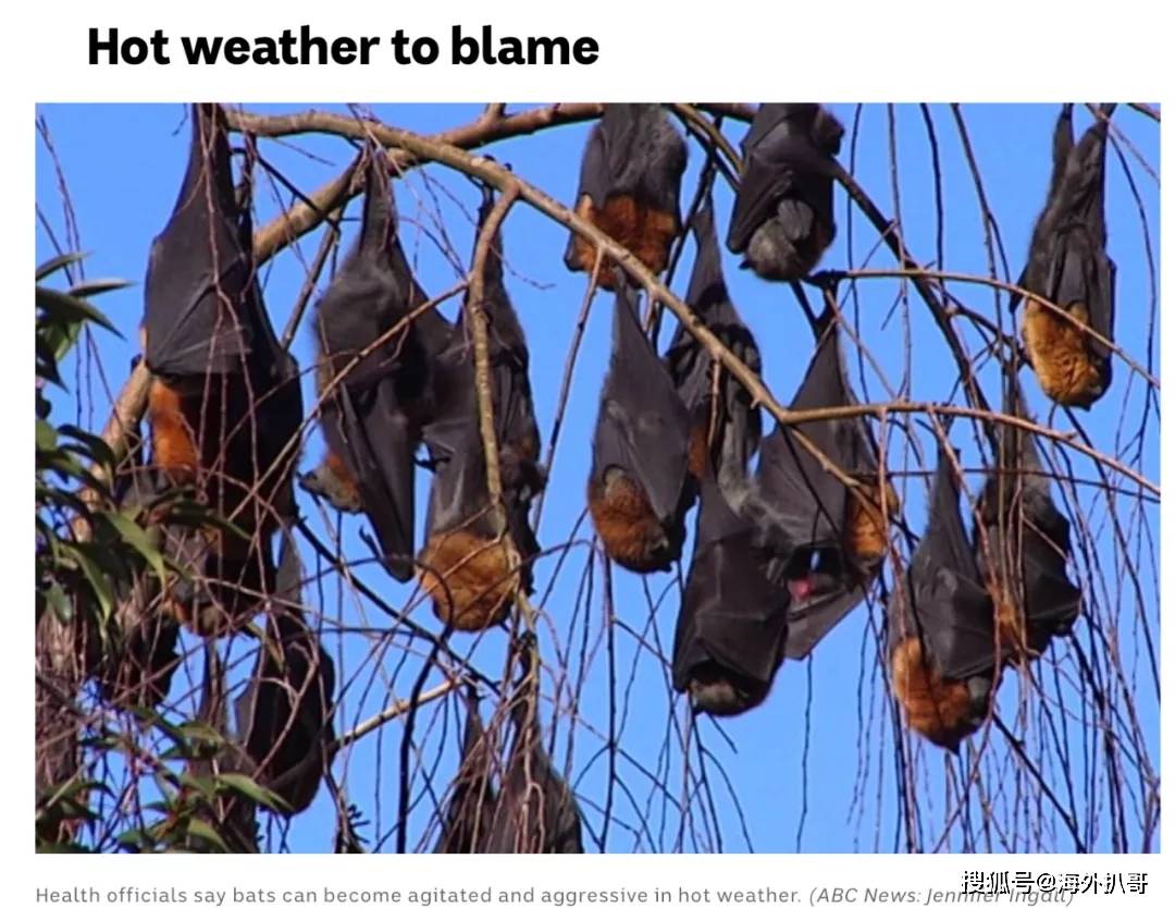 8万只蝙蝠入侵新州!到处是蝙蝠粪便,居民欲哭无泪!