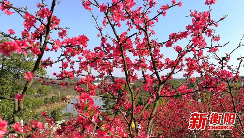 初春二月，珠晖区茶山坳镇堰头村近200亩海棠花迎风绽放