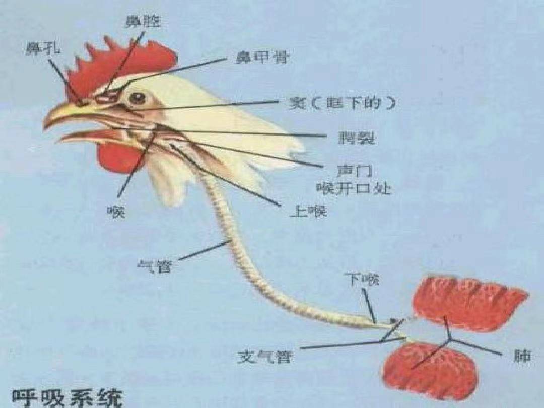 鸡的解剖图及各器官常见病图解分析_病变