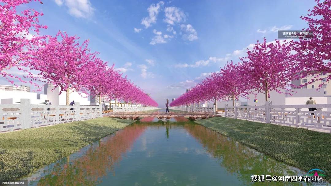 四种最具代表性的‘四季春1号’紫荆树构建的园林景观场景