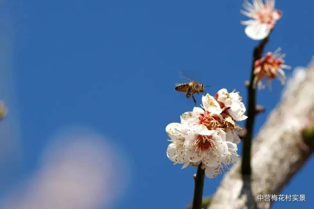 的故事;又或是到"林在村中,村在林中"的中营梅花村走一走,看蜂围蝶阵