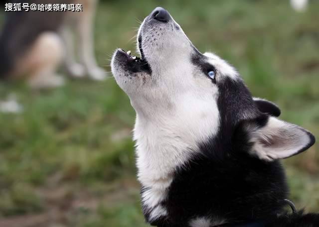 来对号入座 狗狗驯化过程中保留的六个原始本能 你家狗子有几个 主人