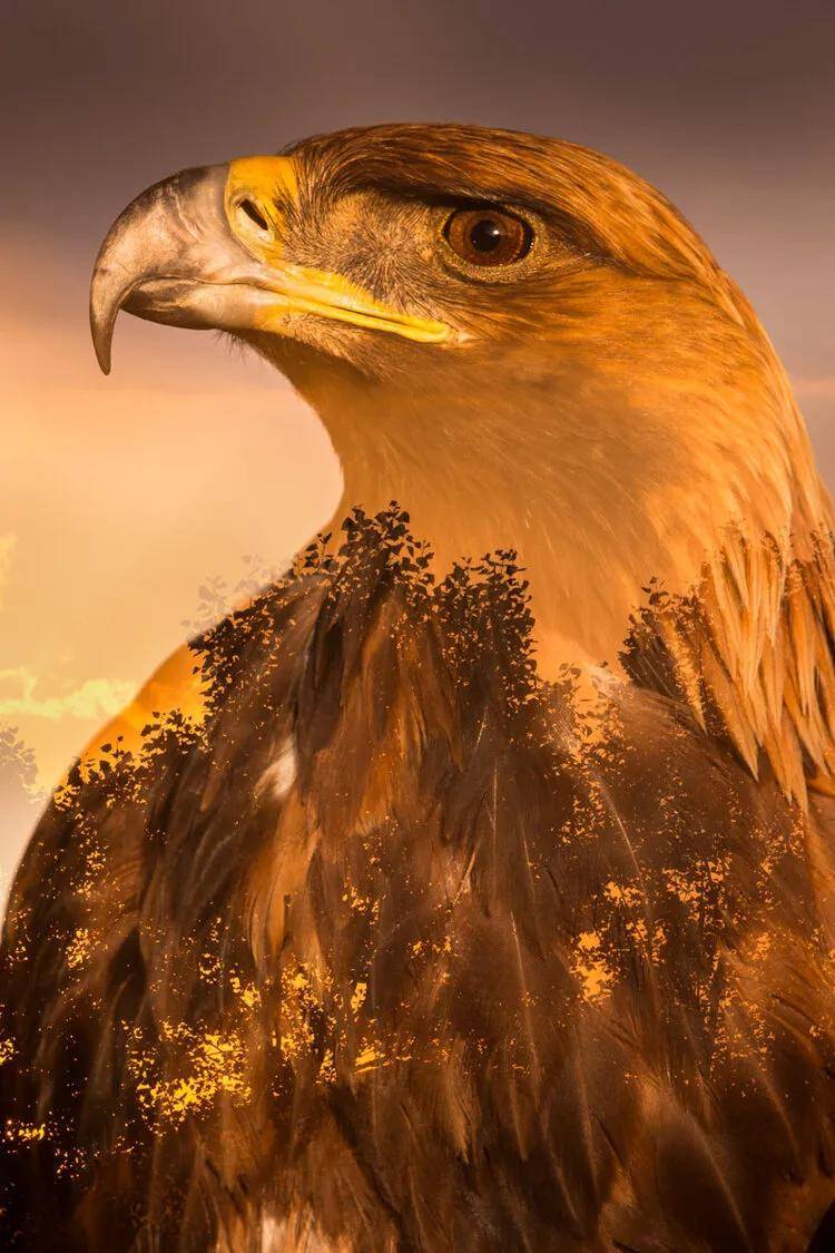 原创全球鸟类摄影大赛马上截稿啦来看看去年上百张得奖照片吧