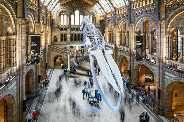 “300年的博物之旅——不列颠自然艺术史”来看看最大的恐龙化石
