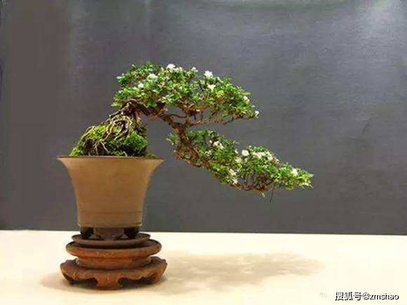 六月雪盆景