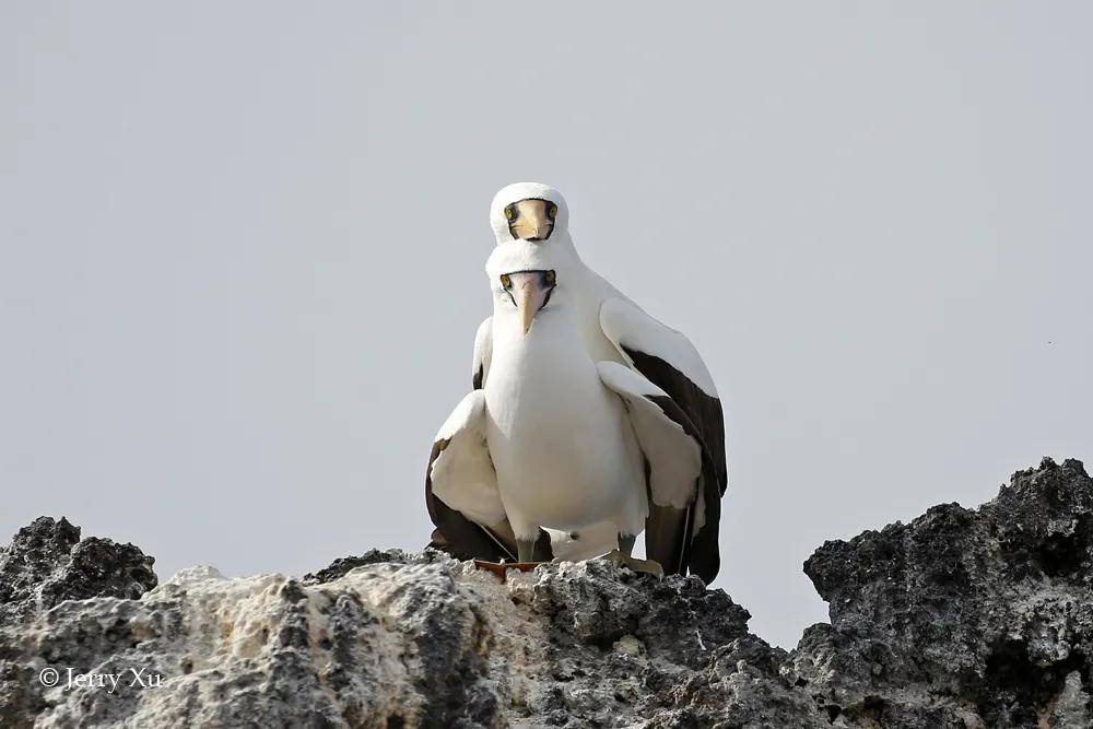 肯尼亞桑布魯自然保護區的索馬里鴕鳥印度倫滕波爾國家公園的肉垂麥雞