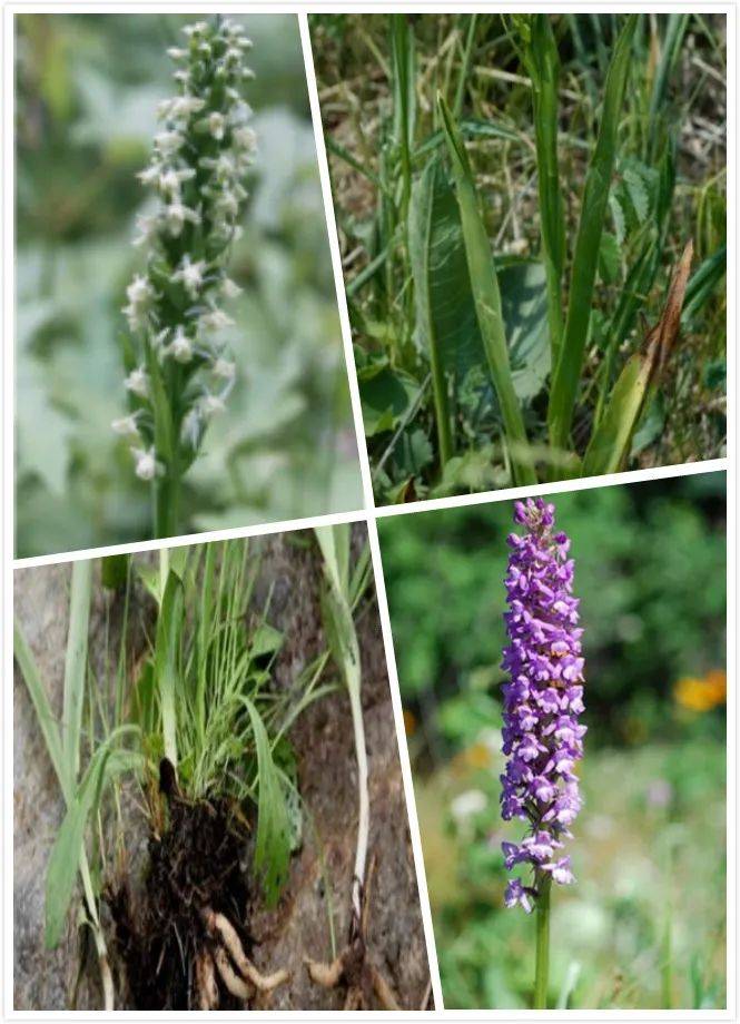 金诃藏药带你认识藏药之宝长生之甘露手参