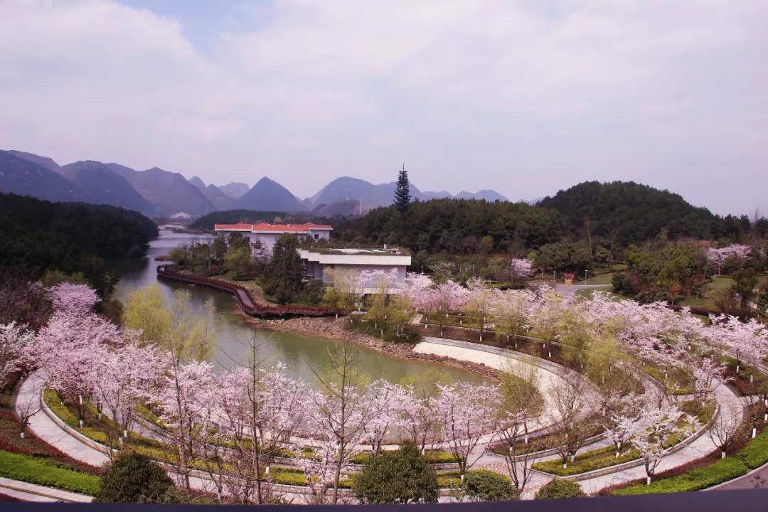 贵安樱花开了，好美！让我们相约“樱花园”里的北斗湾开元酒店