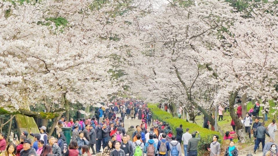 人文和自然相结合的赏樱胜地——武汉大学樱花大道