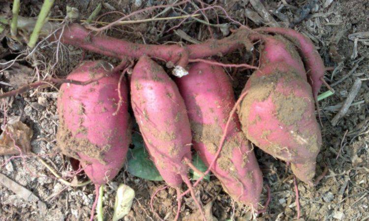 红薯是生吃好,还是熟吃好,不好的习惯要改正,今天一次性搞清楚