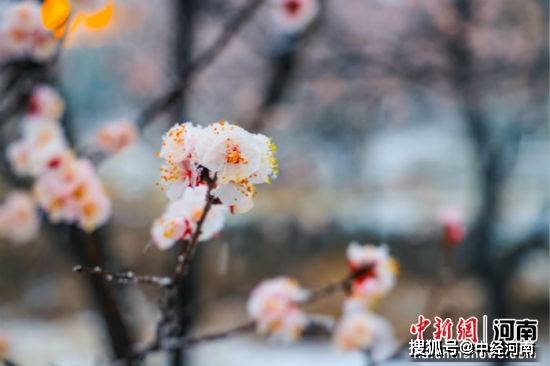 河南云台山迎桃花雪 红石峡美如油画