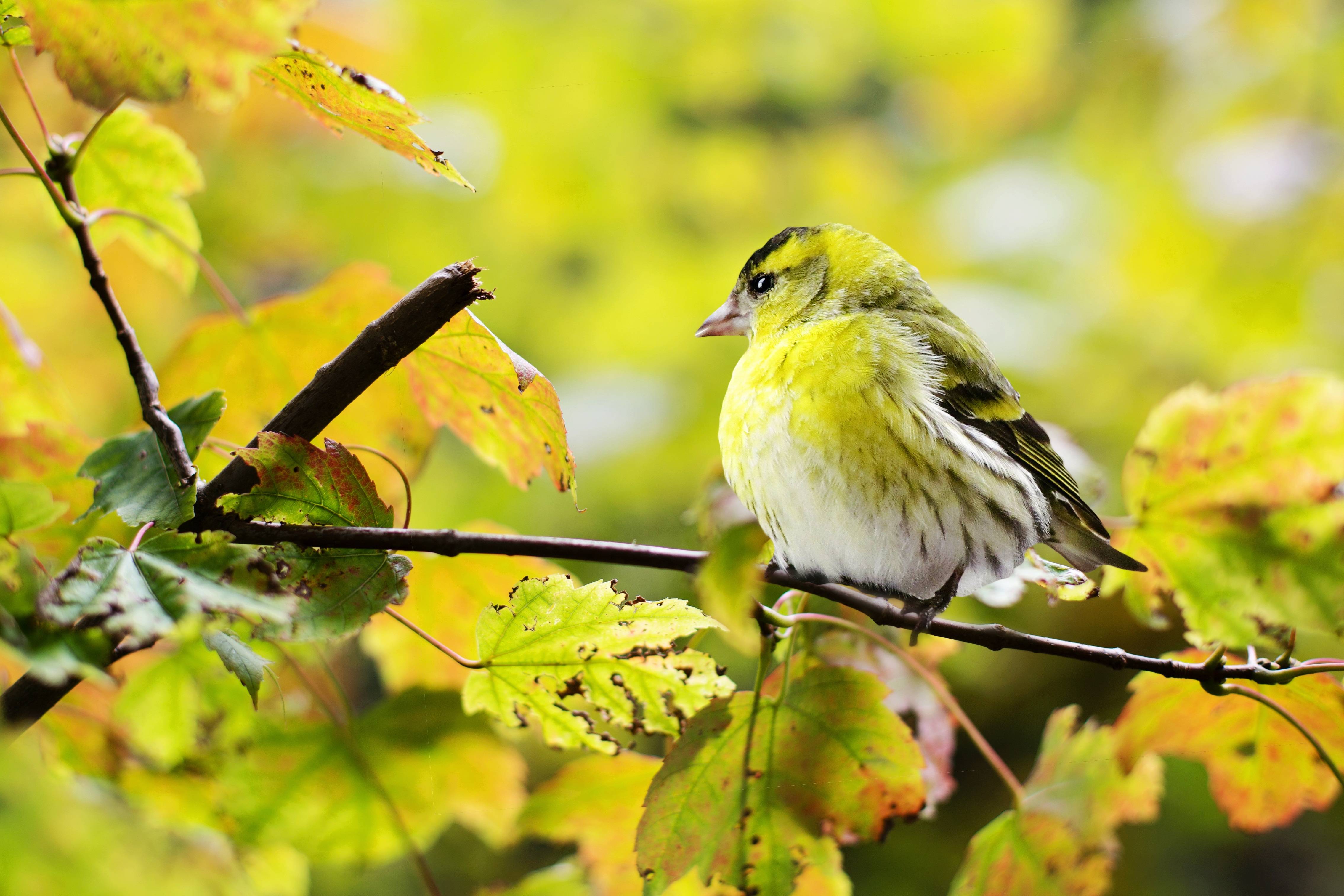 野生鳥大自然的一道風景