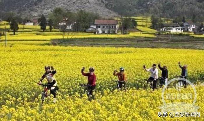 汉中油菜花节将于2021年3月13日开幕 今年将在西乡县举办