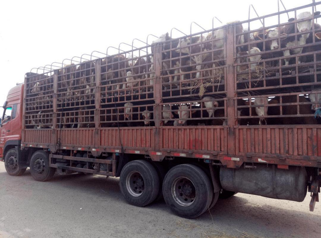 简单来说,就是牛羊在运输过程中以及到达养殖场后,由于长途颠簸或受