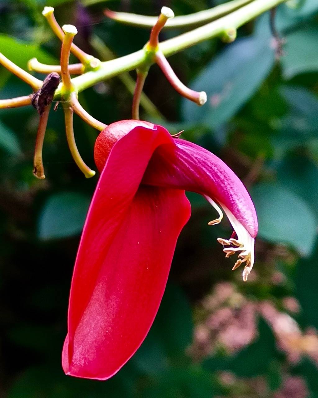 正月十五鲜花图 花型各异真是赏心悦目 搜狐大视野 搜狐新闻