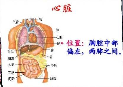 胸腔图片结构图内脏图片