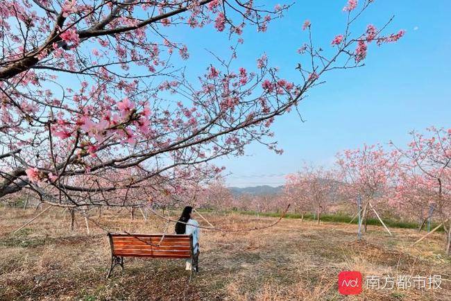 近3万株“广州樱”正怒放，粉色花海美如画