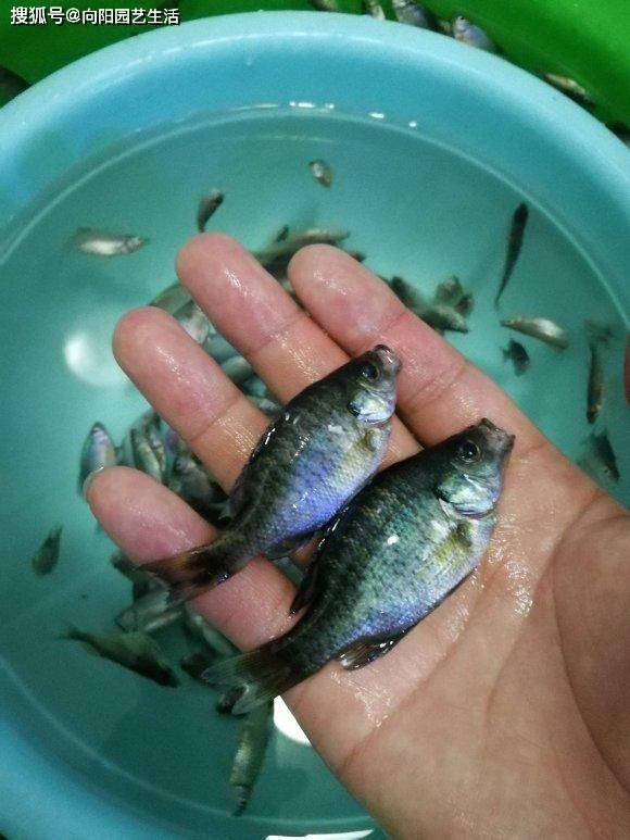 原創開春野採河裡撈點鰟鮍魚20分鐘撈一盆能賣300塊