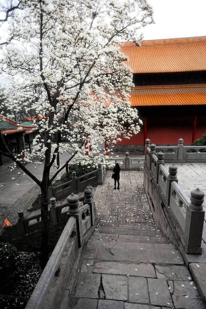 美极了！朝天宫玉兰花开了，堪称南京最美的古风玉兰花观赏地