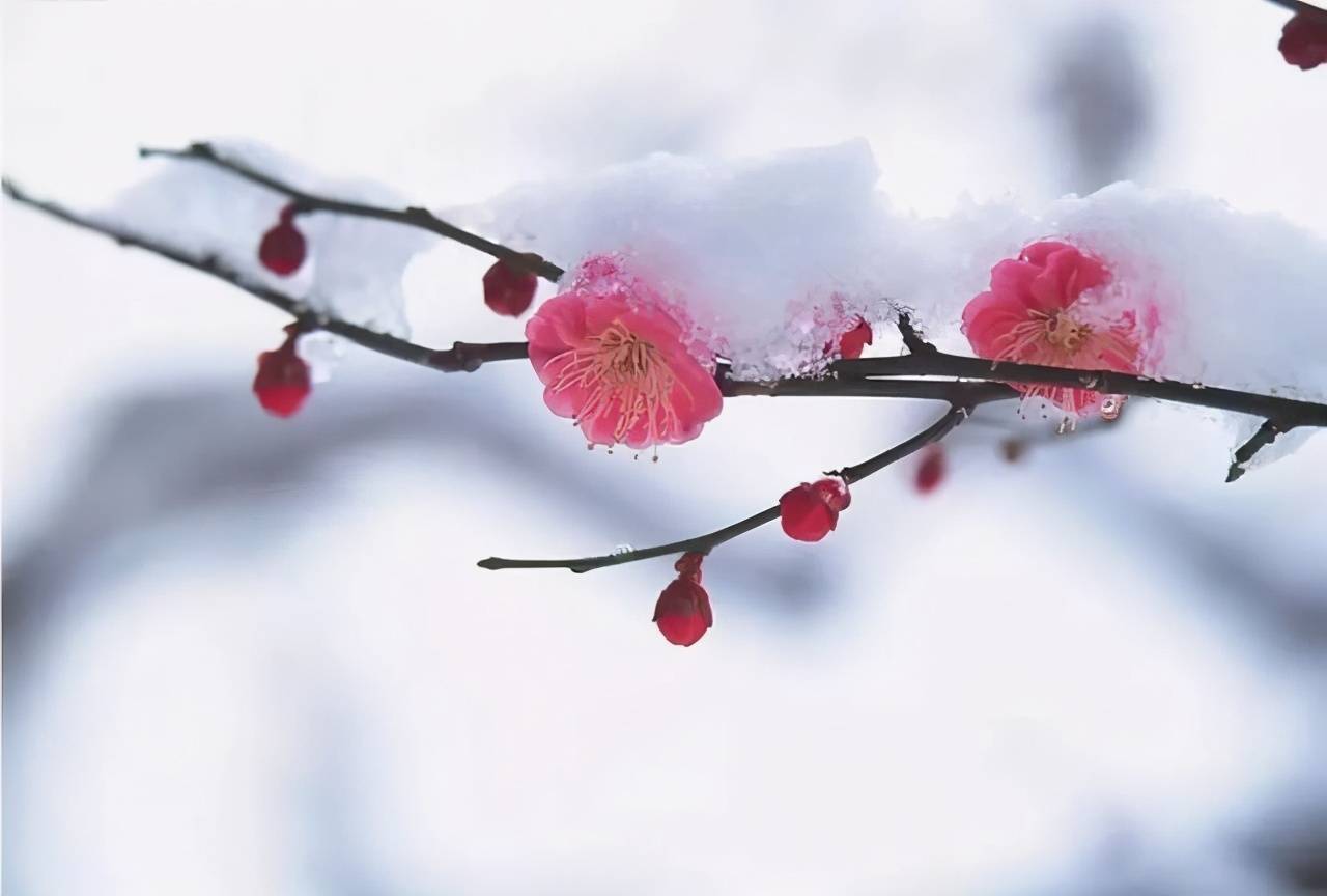 雪抱红梅冬景俏上一句