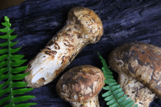 松茸图片怎么画 76ecaa732dba470c8e420f97c1637987.png