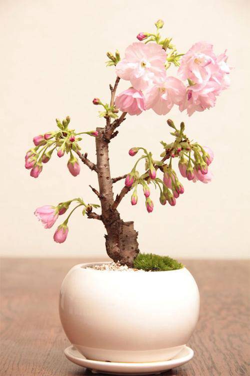 樱花可以制作盆栽的，土壤水肥处理好，树杈开满花