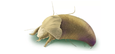 如何杀螨虫妙招 4e4639fed8eb4498819244a5cdc411db.png