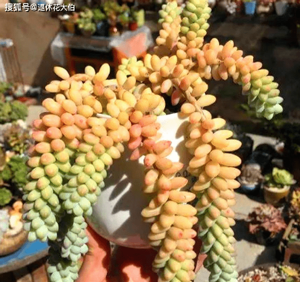 玉缀多肉怎么种 acfe9537effc45d5bdde212dc2ae9008.png