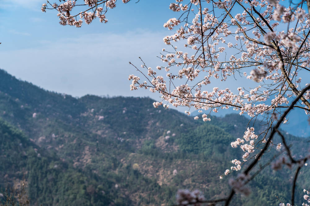 长三角绝美赏樱地，万亩野樱花盛开，距离杭州约2小时车程