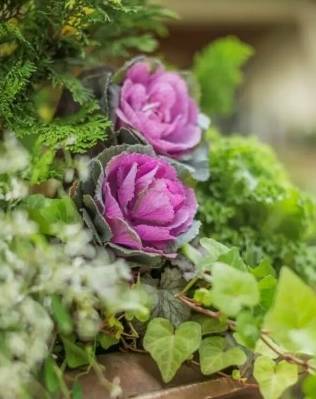 它叶美如花 像盛开的牡丹 既能盆栽观赏 又能当切花 还能食用 叶片